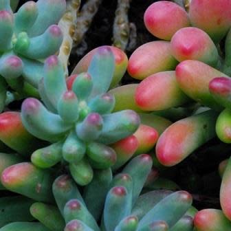 Sedum pachyphylum - 10+ Seed Pack - Image 2