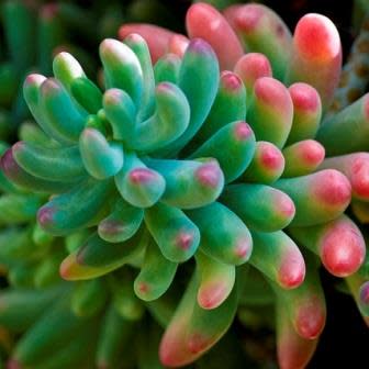 Sedum pachyphylum - 10+ Seed Pack - Image 3