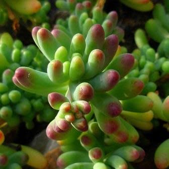 Sedum pachyphylum - 10+ Seed Pack - Image 4