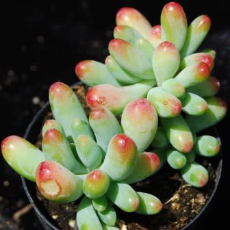 Sedum pachyphylum - 10+ Seed Pack - Image 5