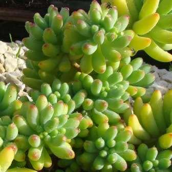 Sedum pachyphylum - 10+ Seed Pack - Image 6