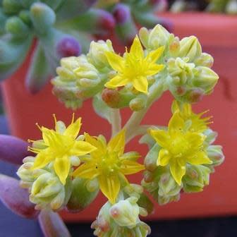 Sedum pachyphylum - 10+ Seed Pack - Image 7