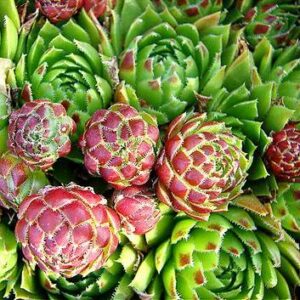 Sempervivum soboliferum - Rolling Hens-and-chicks, Beard of Jupiter - 5 Seed Pack