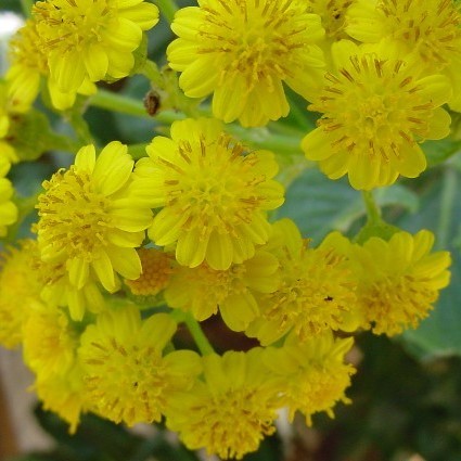 Senecio halimifolius - 5 Seed Pack
