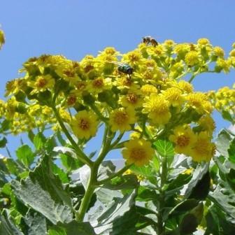 Senecio halimifolius - 5 Seed Pack - Image 2