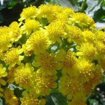 Senecio halimifolius - 5 Seed Pack - Image 3