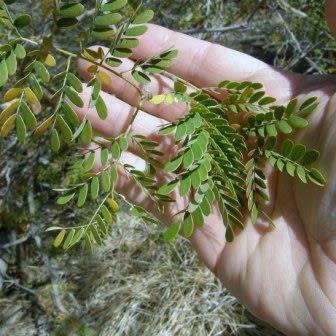 Senegalia burkei (Acacia burkei) - Swartapiesdoring, Black Monkey Thorn - 5 Seed Pack - Image 3
