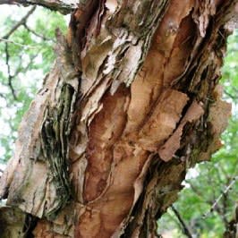 Senegalia burkei (Acacia burkei) - Swartapiesdoring, Black Monkey Thorn - 5 Seed Pack - Image 6