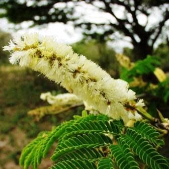 Senegalia afra (Acacia caffra) - Cat Thorn, Hook Thorn; Gewone Haakdoring - 10 Seed Pack - Image 2