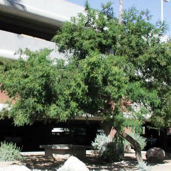 Senegalia afra (Acacia caffra) - Cat Thorn, Hook Thorn; Gewone Haakdoring - 10 Seed Pack