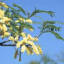 Senegalia afra (Acacia caffra) - Cat Thorn, Hook Thorn; Gewone Haakdoring - 10 Seed Pack - Image 3