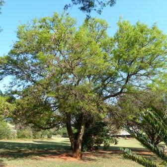 Senegalia nigrescens (Acacia nigrescens) - Knopdoring; Knob Thorn - 10 Seed Pack