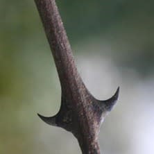 Senegalia nigrescens (Acacia nigrescens) - Knopdoring; Knob Thorn - 10 Seed Pack - Image 2