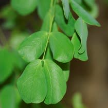Senegalia nigrescens (Acacia nigrescens) - Knopdoring; Knob Thorn - 10 Seed Pack - Image 3