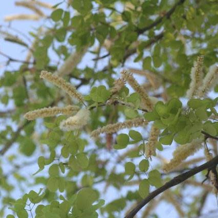 Senegalia nigrescens (Acacia nigrescens) - Knopdoring; Knob Thorn - 10 Seed Pack - Image 4