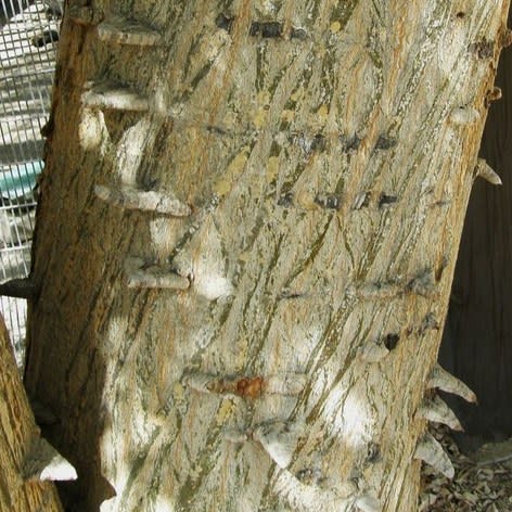 Senegalia nigrescens (Acacia nigrescens) - Knopdoring; Knob Thorn - 10 Seed Pack - Image 5