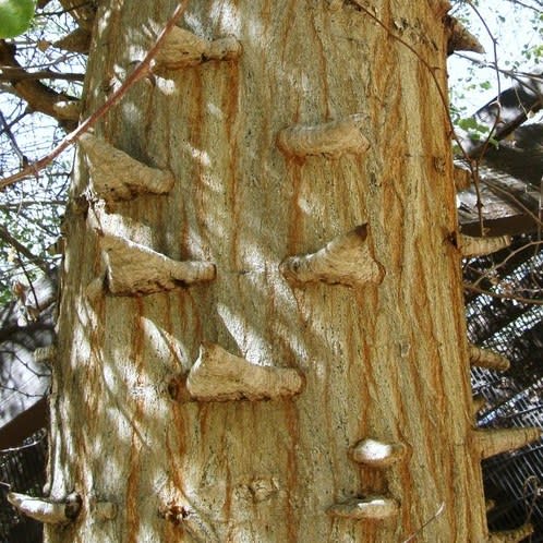Senegalia nigrescens (Acacia nigrescens) - Knopdoring; Knob Thorn - 10 Seed Pack - Image 6