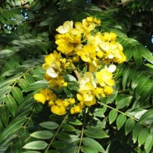 Senna petersiana - Monkey Pod, Eared Senna - 5 Seed Pack