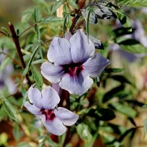 Sesamum capense - Wild Sesame - 5 Seed Pack