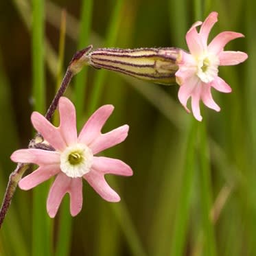 Silene burchellii - Gunpowder Plant; Kruitbossie - 5 Seed Pack