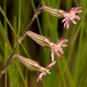 Silene burchellii - Gunpowder Plant; Kruitbossie - 5 Seed Pack - Image 2