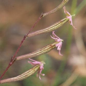 Silene burchellii - Gunpowder Plant; Kruitbossie - 5 Seed Pack - Image 3