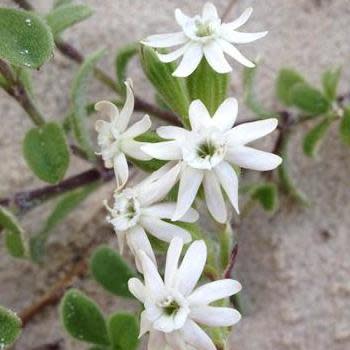 Silene crassifolia - 5 Seed Pack