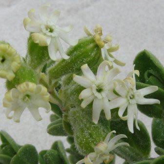 Silene crassifolia - 5 Seed Pack - Image 2