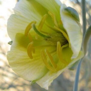 Sisyndite spartea - Besembos; Desert Broom - 5 Seed Pack