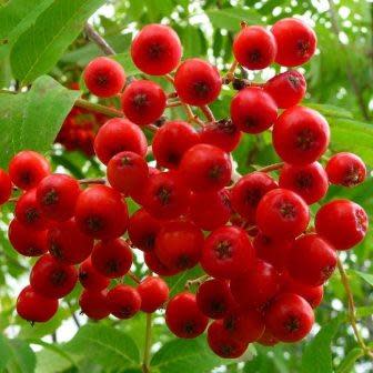 Sorbus aucuparia - Mountain Ash, Rowan Ash - 5 Seed Pack - Image 2