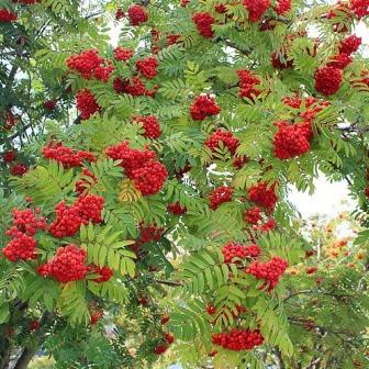 Sorbus aucuparia - Mountain Ash, Rowan Ash - 5 Seed Pack - Image 3