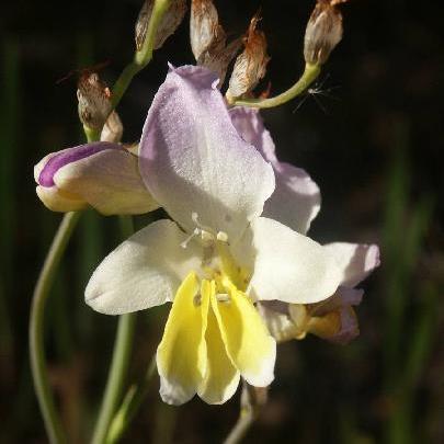 Sparaxis auriculata - 5 Seed Pack