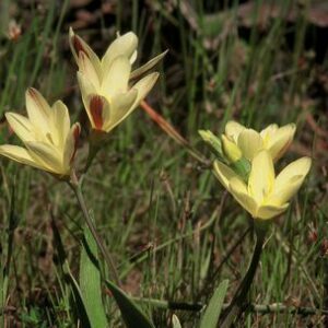 Sparaxis fragrans - 10+ Seed Pack