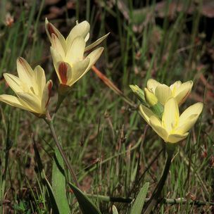 Sparaxis fragrans - 10+ Seed Pack