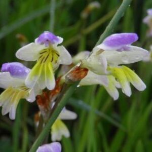 Sparaxis villosa - 5 Seed Pack