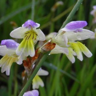 Sparaxis villosa - 5 Seed Pack