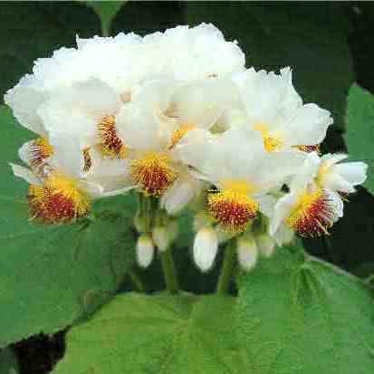 Sparmannia africana - Cape Stock Rose, Wild Stock Rose, African Hemp, Cape Hollyhock; Kaapse Stokroos, Wildestokroos - 5 Seed Pack - Image 2
