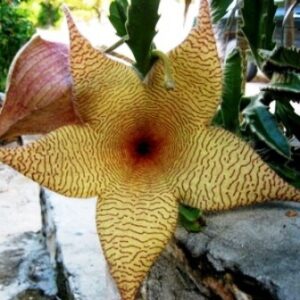 Stapelia gigantea - The Carrion Flower, Star Fish Flower, Giant Zulu - 5 Seed Pack
