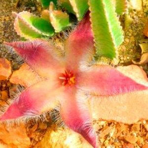 Stapelia grandiflora - Carrion Plant, Starfish Flower, Starfish Cactus - 5 Seed Pack