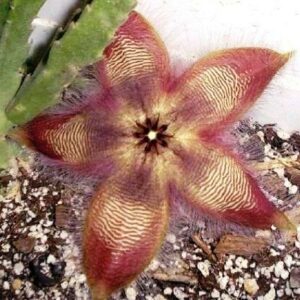 Stapelia hirsuta - African Starfish Flower - 5 Seed Pack
