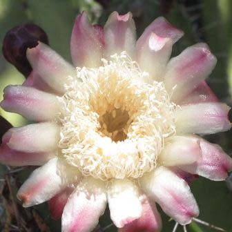 Stenocereus pruinosus - Grey Ghost Cactus - 5 Seed Pack - Image 2