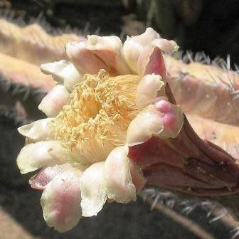 Stenocereus pruinosus - Grey Ghost Cactus - 5 Seed Pack - Image 4