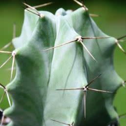 Stenocereus pruinosus - Grey Ghost Cactus - 5 Seed Pack - Image 7