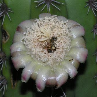 Stenocereus pruinosus - Grey Ghost Cactus - 5 Seed Pack - Image 8