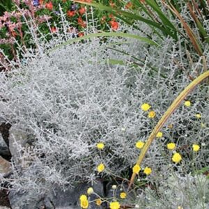 Stoebe plumosa - Slangbos, Vaalbossie, Khoi-kooigoed - 5 Seed Pack