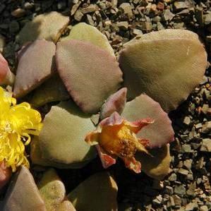 Stomatium mustellinum - 10+ Seed Pack
