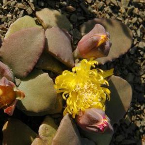 Stomatium mustellinum - 10+ Seed Pack - Image 2