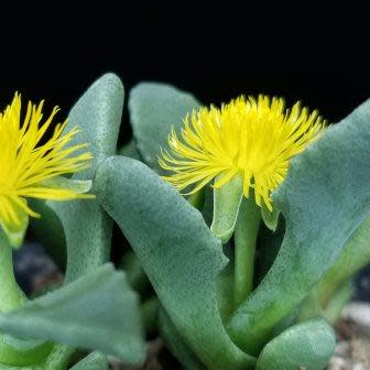 Stomatium pyrodorum - 5 Seed Pack