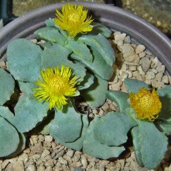 Stomatium pyrodorum - 5 Seed Pack - Image 2