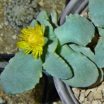 Stomatium pyrodorum - 5 Seed Pack - Image 3